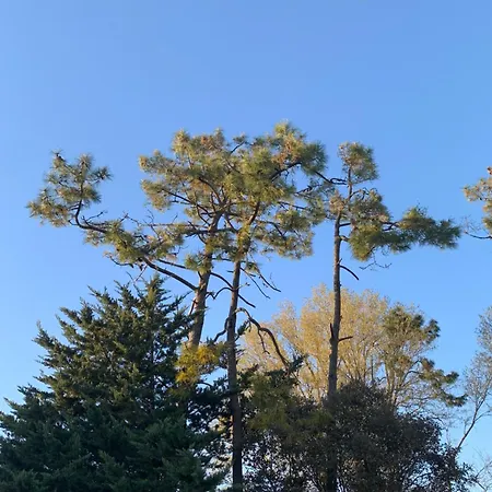 Maison Familiale 6 Pers - Orouet